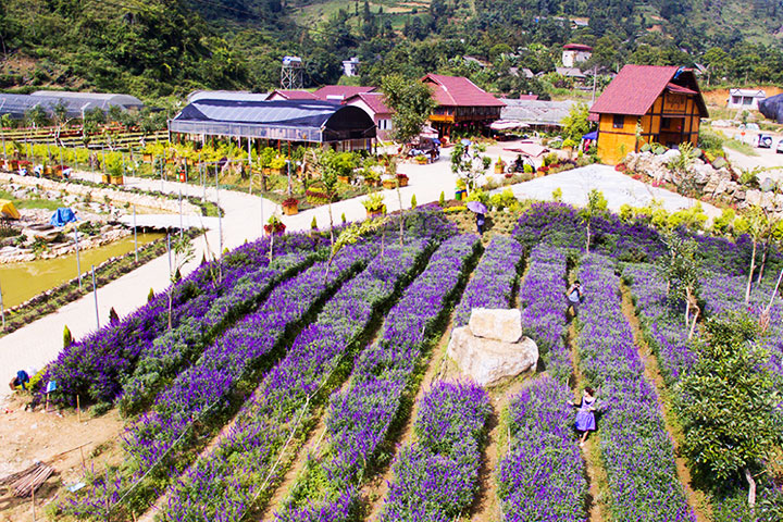 bac ha vietnam flower valley